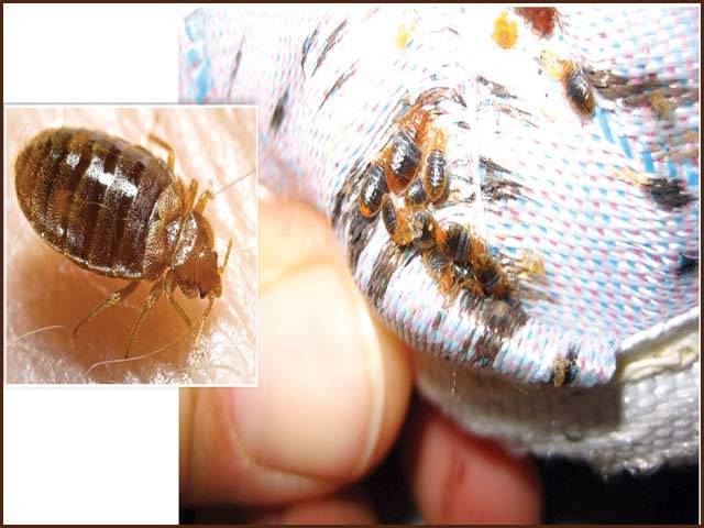 Khatbul Insect Are you tired of stocks? | Azaadpakistan